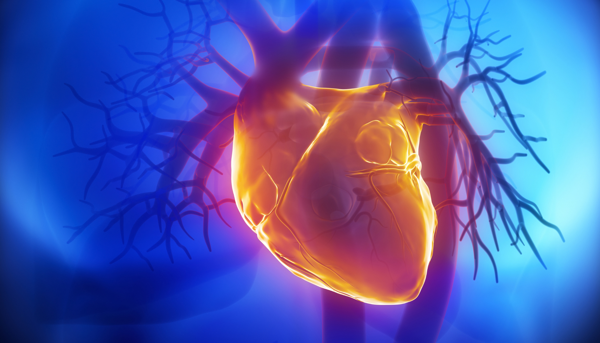 Colourful x-ray image of a human heart and arteries in a chest, illustrated with a blue background and red gradients for the heart