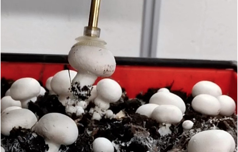 Cambridge Enterpriseled Ceres AgriTech launches first three spinouts