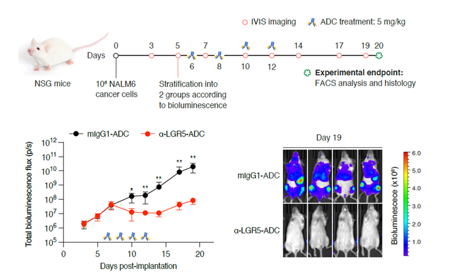LRG5 ADV in vivo studies