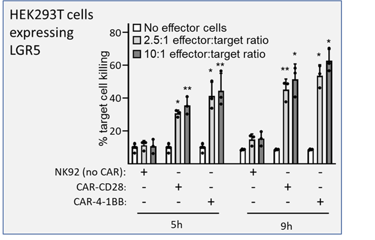 HEK293T cells expressing LGR5